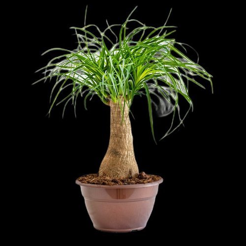 Beaucarnea