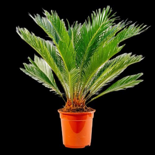 Cycas Revoluta