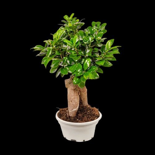 Ficus ginseng XXL