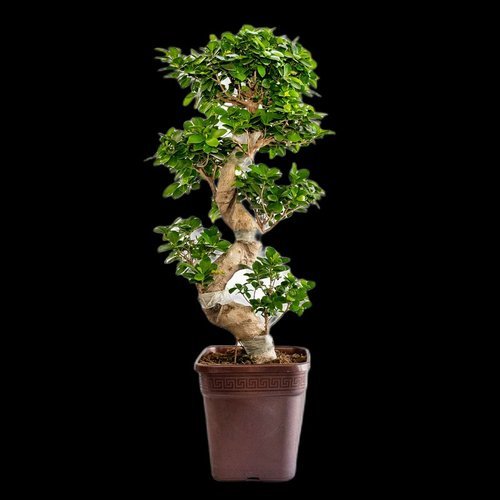 Ficus ginseng