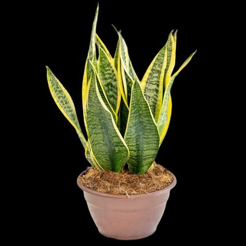 Sansevieria Futura
