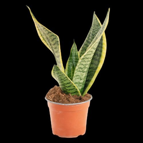 Sansevieria