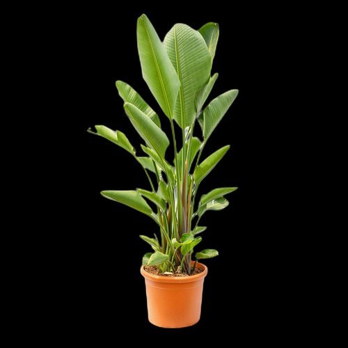 Strelitzia Nicolai XL