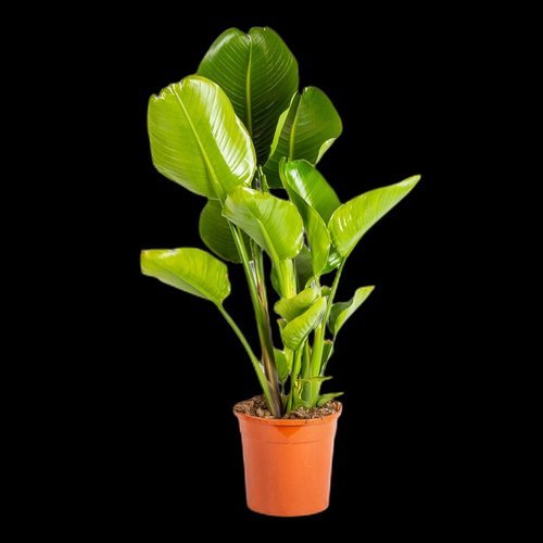 Strelitzia Nicolai