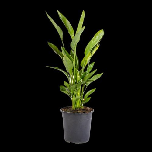 Strelitzia Reginae
