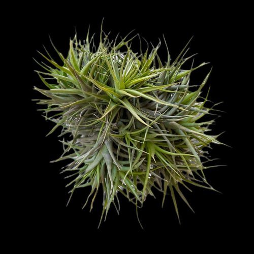 Tillandsia